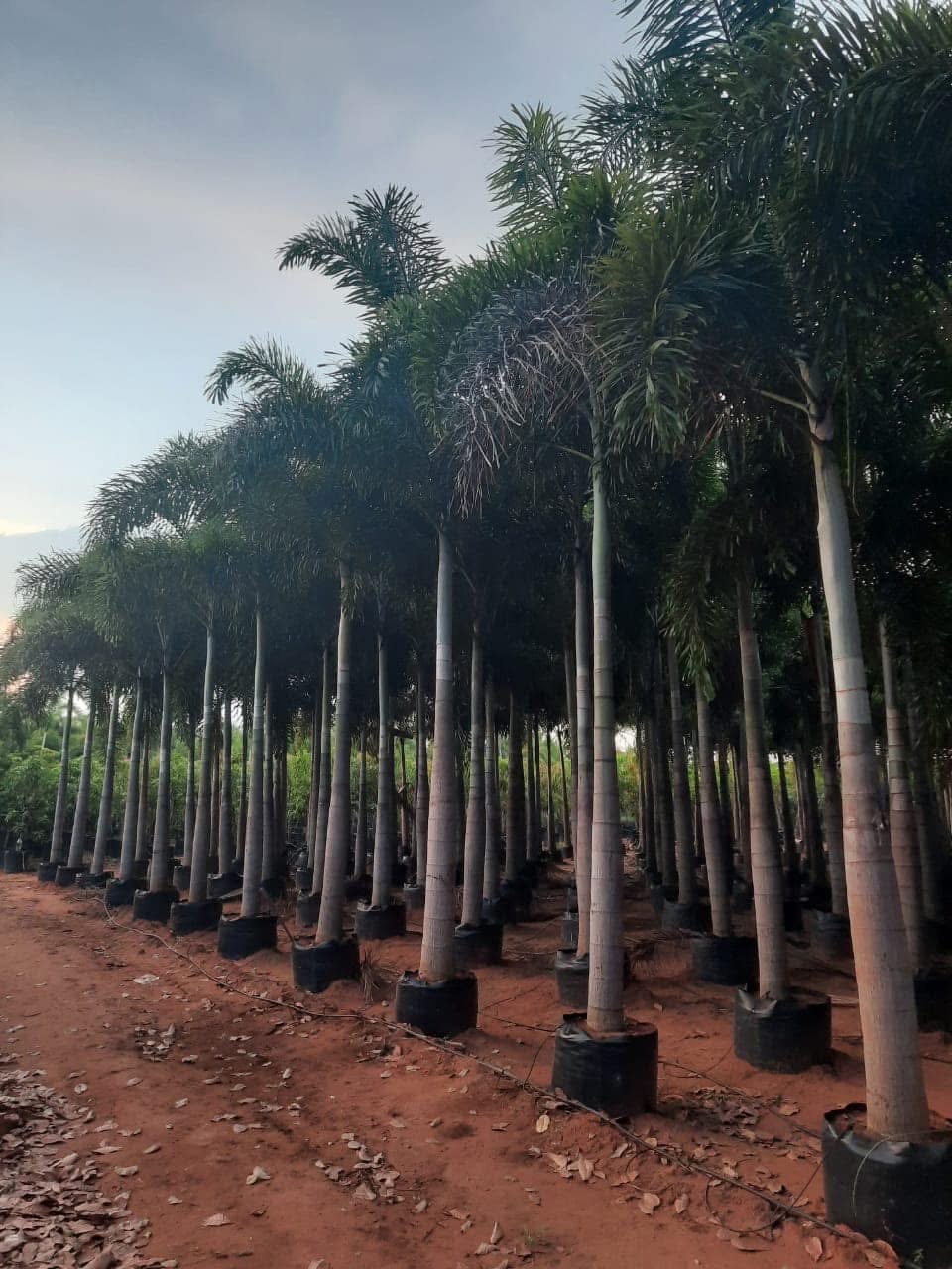 Premium Tree Specimen Kadiyam